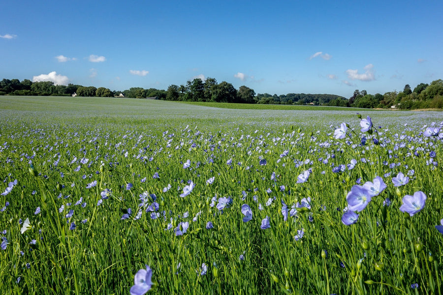 The Rich History of Flax Plant Manufacturing